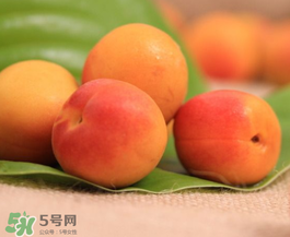 杏子可以空腹吃嗎？空腹能吃杏子嗎？
