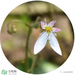 lululun plus面膜怎么樣？lululun plus面膜哪款好