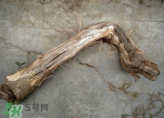 山葡萄根一斤多少錢？山葡萄根功效與作用