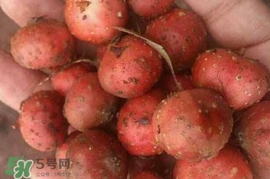 野地瓜賣(mài)多少錢(qián)一斤？野地瓜的功效與作用