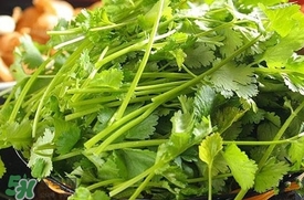 香菜是什么菜？香菜是陽(yáng)痿草嗎？