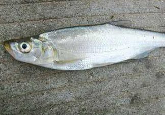 翹嘴魚怎么做好吃？翹嘴魚的做法