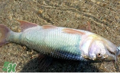 馬口魚(yú)怎么吃？馬口魚(yú)怎么做好吃？
