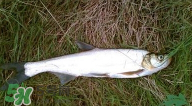 翹嘴魚多少錢一斤2017？翹嘴魚價(jià)格