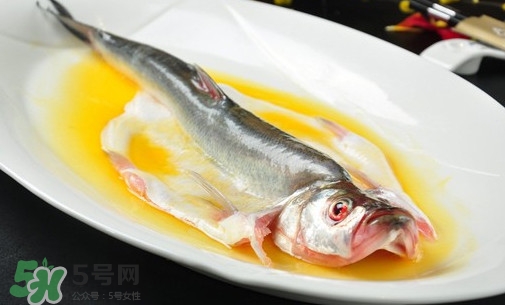 白條魚(yú)能長(zhǎng)多大？白條魚(yú)可以長(zhǎng)多大？