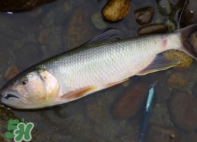 馬口魚多少錢一斤2017？野生馬口魚多少錢一斤？