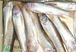馬口魚(yú)怎么吃？馬口魚(yú)怎么做好吃？