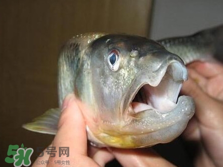 馬口魚怎么釣？馬口魚什么時候釣最好