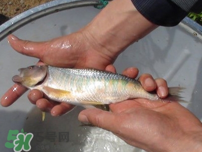 馬口魚(yú)喜歡吃什么？馬口魚(yú)一般生長(zhǎng)在什么地方