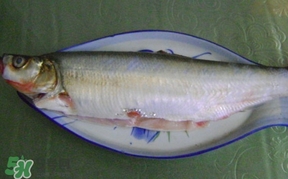 釣翹嘴魚用什么餌料好？翹嘴魚什么時(shí)候好釣
