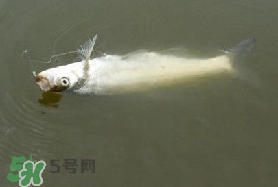 翹嘴魚怎么做好吃？翹嘴魚的做法