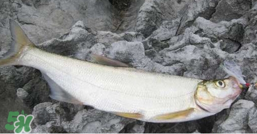 翹嘴魚是什么魚？翹嘴魚是淡水魚嗎