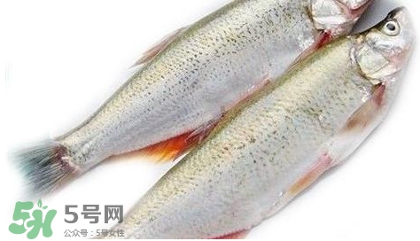 白條魚(yú)能長(zhǎng)多大？白條魚(yú)可以長(zhǎng)多大？