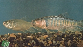 馬口魚是海魚嗎？馬口魚是什么魚