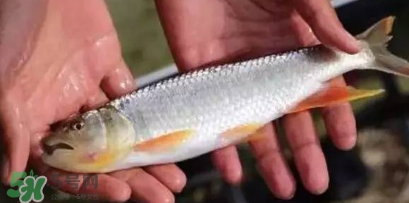 馬口魚能長多大？馬口魚最大能長多長？