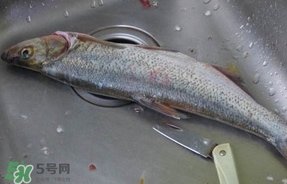 翹殼是什么魚(yú)？翹殼魚(yú)多少錢一斤2017？