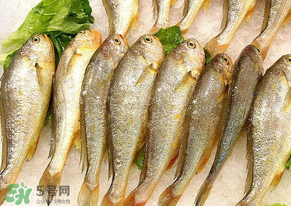 小黃魚長(zhǎng)大后會(huì)不會(huì)變成大黃魚？
