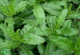 刺兒菜是蒲公英嗎？刺兒菜和蒲公英的區(qū)別