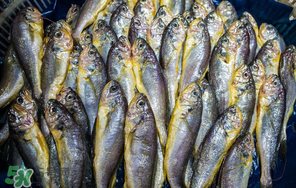 小黃魚(yú)多少錢(qián)一斤？野生小黃魚(yú)多少錢(qián)一斤？