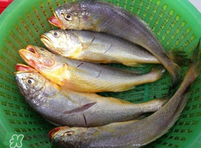 小黃魚(yú)可以養(yǎng)殖嗎？小黃魚(yú)能人工養(yǎng)殖嗎？