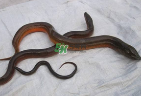鱔魚(yú)可以養(yǎng)多久？鱔魚(yú)怎么養(yǎng)？