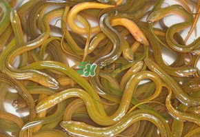 鱔魚(yú)可以養(yǎng)多久？鱔魚(yú)怎么養(yǎng)？