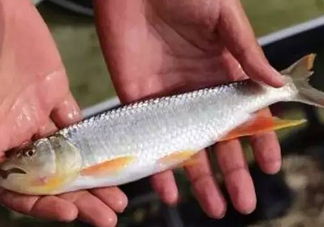 馬口魚能長多大？馬口魚最大能長多長？