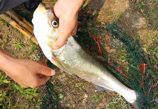 翹嘴魚是白條嗎？翹嘴魚和白條的區(qū)別