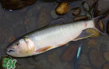 馬口魚是海魚嗎？馬口魚是什么魚