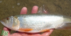 馬口魚(yú)喜歡吃什么？馬口魚(yú)一般生長(zhǎng)在什么地方