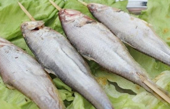 釣馬口魚用什么餌料？釣馬口魚用什么打窩？