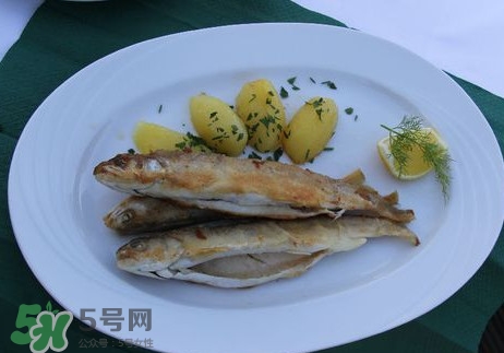 馬口魚能長多大？馬口魚最大能長多長？