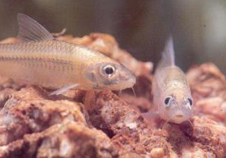 馬口魚能養(yǎng)殖嗎？馬口魚怎么養(yǎng)？