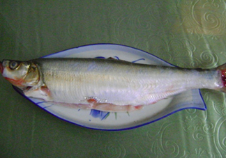 釣翹嘴魚用什么餌料好？翹嘴魚什么時(shí)候好釣