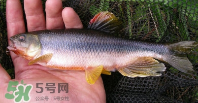 馬口魚多少錢一斤2017？野生馬口魚多少錢一斤？