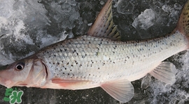 釣翹嘴魚用什么餌料好？翹嘴魚什么時(shí)候好釣