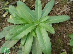 刺兒菜是蒲公英嗎？刺兒菜和蒲公英的區(qū)別