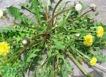刺兒菜是蒲公英嗎？刺兒菜和蒲公英的區(qū)別