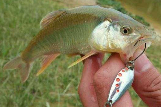 釣馬口魚用什么餌料？釣馬口魚用什么打窩？