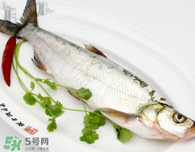 白條魚(yú)能長(zhǎng)多大？白條魚(yú)可以長(zhǎng)多大？