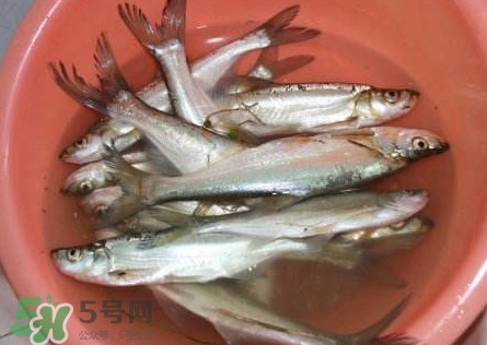 翹殼是什么魚(yú)？翹殼魚(yú)多少錢一斤2017？