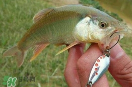 馬口魚(yú)怎么吃？馬口魚(yú)怎么做好吃？