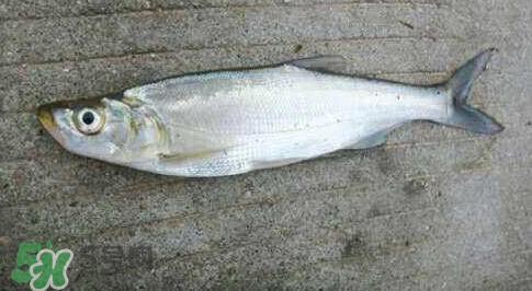 釣翹嘴魚用什么餌料好？翹嘴魚什么時(shí)候好釣