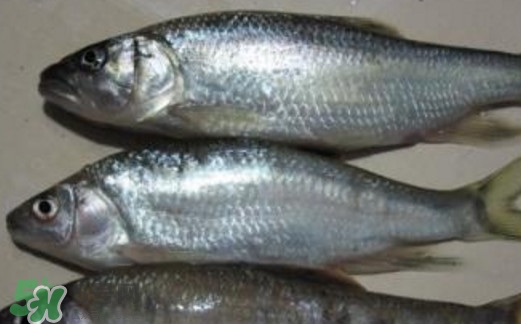 馬口魚(yú)喜歡吃什么？馬口魚(yú)一般生長(zhǎng)在什么地方