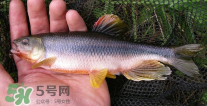 馬口魚能長多大？馬口魚最大能長多長？