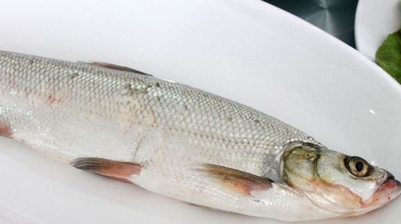 翹嘴魚是白條嗎？翹嘴魚和白條的區(qū)別