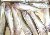 馬口魚怎么吃？馬口魚怎么做好吃？