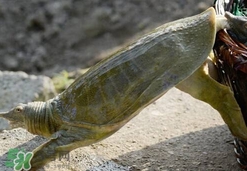 野生甲魚怎么養(yǎng)？野生甲魚如何養(yǎng)