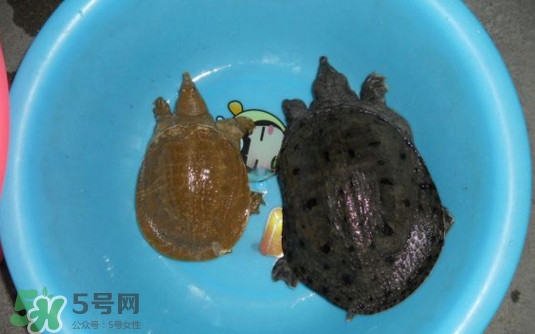 如何區(qū)分野生甲魚？野生甲魚辨識圖片