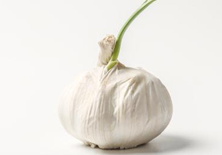 新蒜頭怎么保存不發(fā)芽？新蒜頭怎么存放